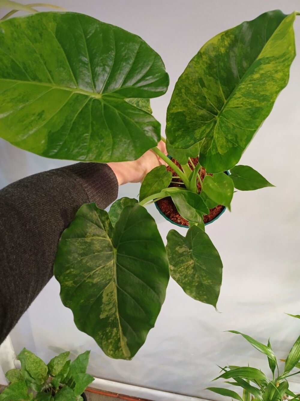Alocasia Gangeana Aurea - Picture 4 of 8